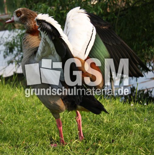 21-Nilgans-Gefieder-054.jpg